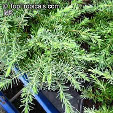 Image result for Melaleuca sp. A (Biegel 5741)