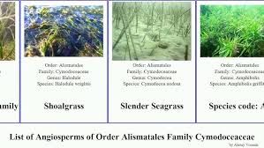 Image result for Cymodoceaceae