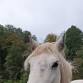 March Long Weekend at Flear Farm, Totnes event image
