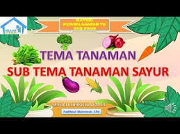 Untuk guru paud tk atau sd yang tengah mencari gambar mewarnai untuk anak didiknya kami menghadirkan gambar mewarnai anak yang dapat diunduh secara gratis dibawah ini. Tema Tanaman Sub Tema Sayuran Materi Pembelajaran Untuk Anak Tk Dan Paud Youtube