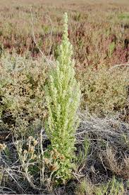 Image result for Conyza limosa