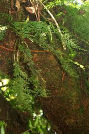 Image result for Asplenium theciferum