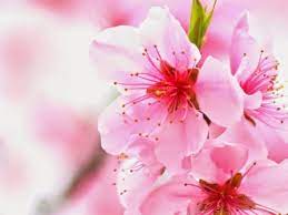 105 sakura hd wallpapers background images wallpaper abyss. Cherry Blossom Vector Sakura Cherry Blossom Japanese 880x602 Download Hd Wallpaper Wallpapertip