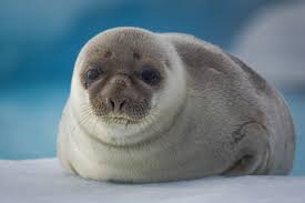 Seehundstation norddeich zwei robbenarten leben in der nordsee: Robben In Gronland Greenland Travel
