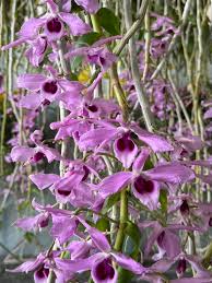 Image result for Anthospermum ammannioides