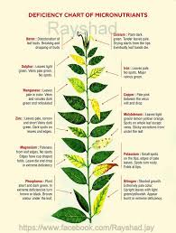 nutrient deficiency in plants yard outside hydroponic