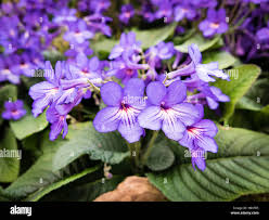 Image result for Streptocarpus goetzei