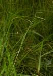 Image result for Urochloa brizantha