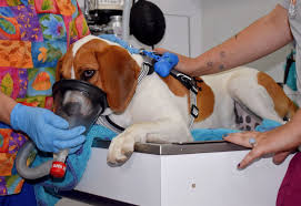 We have online forms for everything related to our lompoc veterinarian clinic, and information, including a virtual office tour and what to expect in your visit. Mobile Cat Vet Santa Barbara
