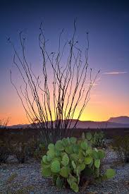 Ocotillo In Texas Big Bend National Park Big Bend National Parks