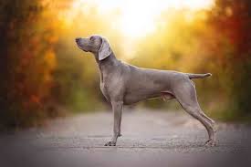 Image result for výmarský krátkosrstý ohař