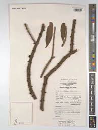 Image result for Agelanthus fuellebornii