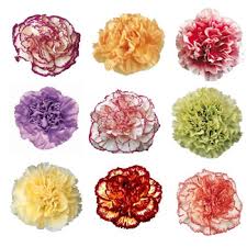 Carnation Flower Color Meaning Flowers Lover