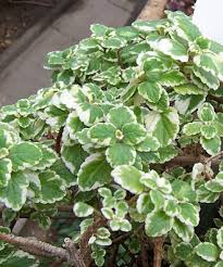 Image result for Plectranthus chimanimanensis