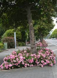 Pin By Fatoom Al Edwan On Food And Drink In 2021 Rose Garden Landscape Curbside Garden Plants