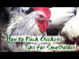 Learn how to process chickens with out any feather plucking. Plucking Chickens Defeathering Tips For Smallholders Youtube