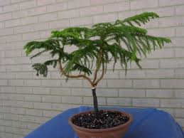 For bonsai, pines are especially popular and many people even regard them as the most typical bonsai trees. Pin On Gardening