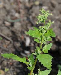 Image result for Chenopodiastrum