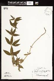 Image result for Lysimachia brevipes