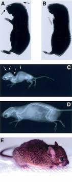 Aceh, sumatera utara, sumatera barat, riau, jambi. Mt1 Mmp A Tethered Collagenase Holmbeck 2004 Journal Of Cellular Physiology Wiley Online Library