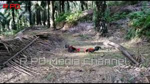 Jual beli ayam hutan langsung dari petani dan supplier seluruh indonesia. Ternyata Suara Garau Ayam Pikat Ini Menggoda Ayam Hutan Merah Ori Ah 76 19 Group
