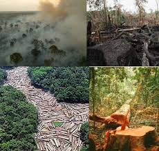 desmatamento no equador e problemas de macroeconomia meio ambiente cultura mix imagens do meio ambiente meio ambiente ambiente desmatamento no equador e problemas de