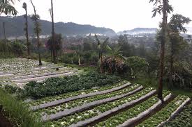 Bagi anda yang sangat suka berkebun dan kali ini anda akan mendapatkan informasi terbaru tentang bagaimana kita membuat sebuah kebun organik mini. Sebelum Makan Di Restoran Ini Wisatawan Bisa Memetik Sayuran Organik
