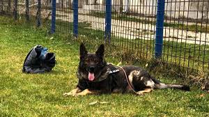 Livrare in toata moldova drumul unui caine catre casa de pe internet magazin smart md. PetiÅ£ie Online Pentru Salvarea Lui Aldo Un Caine PoliÅ£ist Din IalomiÅ£a