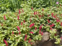Image result for Acalypha allenii