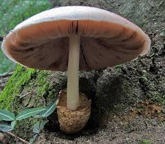 Image result for Volusia amboinensis