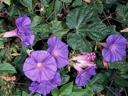 Image result for Ipomoea blepharophylla