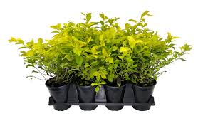 Image result for Duranta erecta
