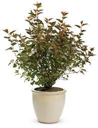 Top quality plant material, unique, contemporary décor, expert advice, and great customer service are only a few of the reasons people love to shop here. Coppertina Ninebark Physocarpus Opulifolius Proven Winners