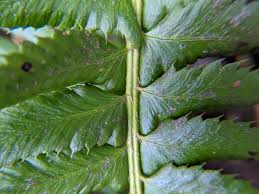 Image result for Lonchitis