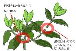 アオキの育て方 ヤサシイエンゲイ