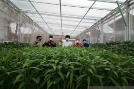 Berikut adalah beberapa sistem pertanian hidroponik buatan sendiri yang paling populer. Hidroponik Ketahanan Pangan Rumah Tangga Antara News