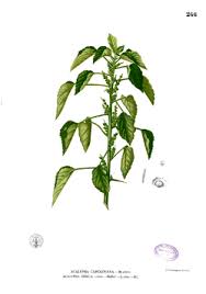 Image result for Acalypha chirindica