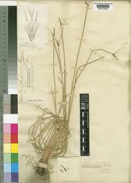 Image result for Eleocharis limosa