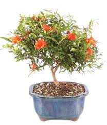 Cherry bonsai fruit trees with gorgeous pink flowers and tight clusters of shiny red fruit, cherry trees are a bonsai enthusiast's delight. Pomegranate Bonsai Tree At From You Flowers