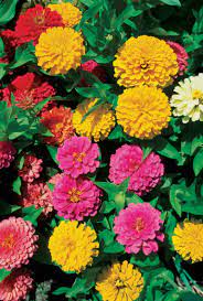 Zinnias are really easy to grow,and they grow very fast.we've had these in our garden for years now,and we've never had to plant new seeds.they reseed rapidly,and they have the greatest,brightest colors!everyone should have these in their garden.this is one of the few plants that can survive here in 90+ heat,and the flowers stay beautiful all. Do Zinnias Reseed Themselves Each Year