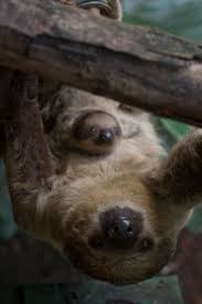 Surprise Sloth Baby Is A London Zoo First Hayvanlar