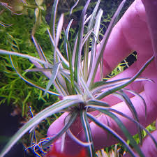 Image result for Eriocaulon bongense