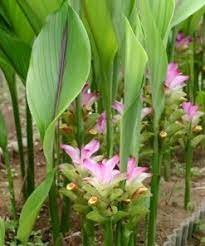 Gambar daun tumbuhan pacar air. Tanaman Temulawak