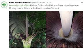 In wenigen tagen blühen gleich zwei verschiedene titanenwurzpflanzen; Heute Bluht Die Titanenwurz Bonn Fur Alle