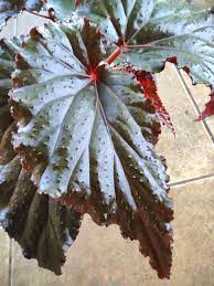 Discover the magic of the internet at imgur, a community powered entertainment destination. Begonia Linda Dawn Album On Imgur