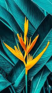 Black And Teal Aesthetic Wallpaper Elizabeth Life Story Plant Wallpaper Nature Wallpaper Florida Artist