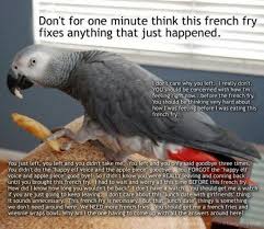 Bird Doesn T Care About Being Eaten Sounds Like Our Ava Way Too Smart Pet Birds African Grey Parrot Funny Animal Memes
