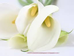 Download and use 100,000+ beautiful flowers stock photos for free. 46 Calla Lilies Wallpaper On Wallpapersafari