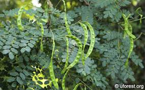 Image result for Tragia adenanthera