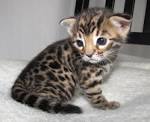 Available Bengal Kittens For Sale & Cats For Adoption